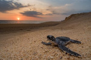 $BEACH PARTNERS WITH SEE TURTLES