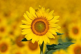 A sunflower stands before a field of sunflowers, blurred behind it.