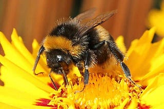 Bumblebees disappearing at rates ‘consistent with mass extinction’ as climate changes. University of Ottawa | February 6, 202