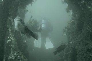 Is Cold Water Diving Worth It?