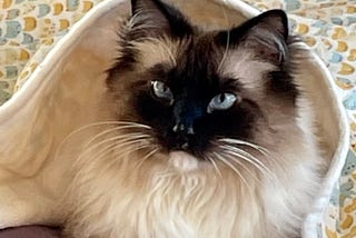 Cats Broke the Internet (It’s true!)