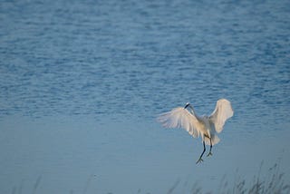 A cattle egret landing in a lake. The cattle egret is the totem of my tribe, Buganda.