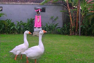 A Wild Balinese Goose Chase