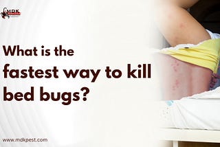 What is the fastest way to kill bed bugs?