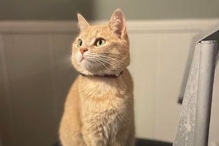 A small, buff orange tabby cat with a bejeweled collar, standing on a kitchen chair