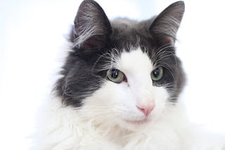 Image of Ulfric, a black and white Norwegian Forest Cat
