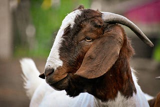 How to Naturally Treat Goats for Lice and Mites