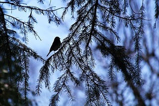 Our Forests Are Getting Quieter