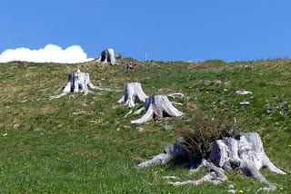 Color photo of several white spruce tree stumps in the ground. It’s daytime, green grass, blue sky, single cloud.