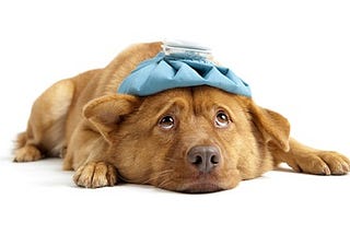 Preventing Foodborne-Illnesses with Dogs