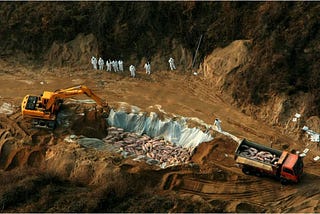 2010-2011, When South Korea Buried 1.4 Million Pigs And Over  3 Million Birds Alive