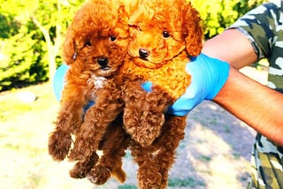 toy poodle fiyat, toy poodle, toy poodle fiyatları, toy poodle yavrusu