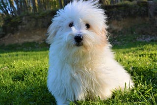 Coton de Tulear