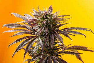What is a cannabis landrace strain?