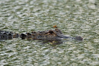 Photo of a swimming alligator with a dragonfly on its head