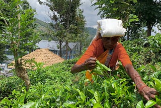On the Trail of Ceylon Tea — And the Human Cost of Its Production