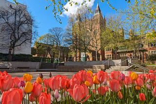 A view of the Great Hall through bright red and orange tulips on a sunny day