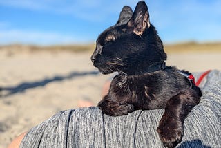 An all-black cat rests on a masculine lap with sand and dunes in the background on a bright, cloudless day