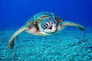 The Survival of the Sea Turtle