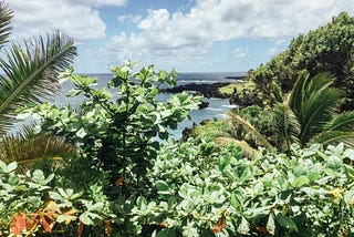 The Road to Hana — Driftwood Maui