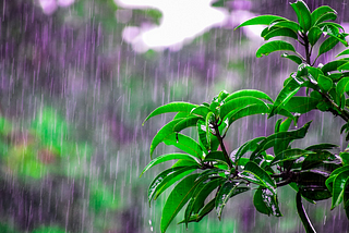 “Chuva e calor com chuva”: quais são as estações climáticas da Região Xingu?