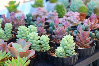 Easy Succulents for Beginners and How-tos for Indoor Gardeners