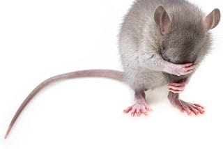 Discouraged-looking mouse