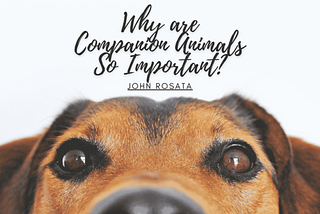 Why are Companion Animals So Important?