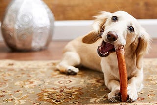 Are Bully Sticks Safe for Puppies?