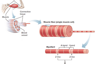 生理筆記 | Skeletal Muscle Contraction