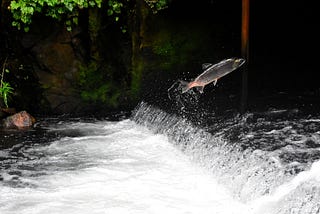 About salmons and whooping cranes