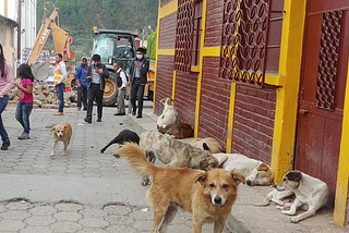 Dogs lie on the sidewalk and look towards the photographer