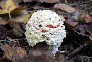 Amanita Muscaria