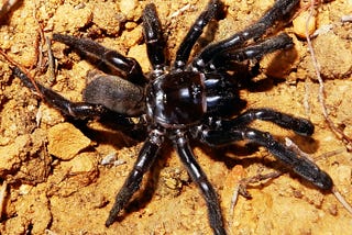 A black spider in a natural soil substratum