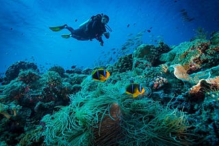 scuba diver in under water Unawatuna, Sri L