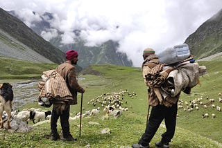 Sheep and Wool of the Himalayan Ecosystem