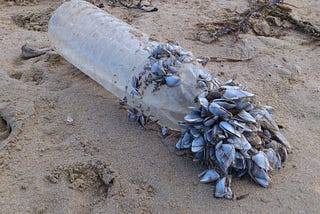 Plastic troep in de zee vervoert ‘alien-species’