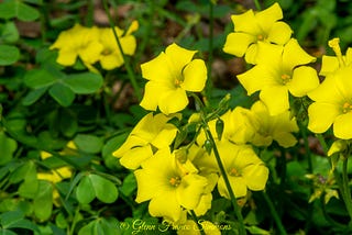 Oxalis Flowers In Cupertino