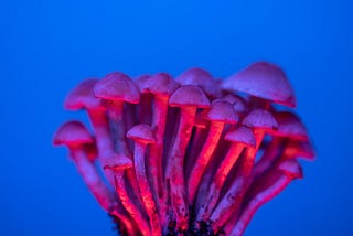 Magic Mushroom
