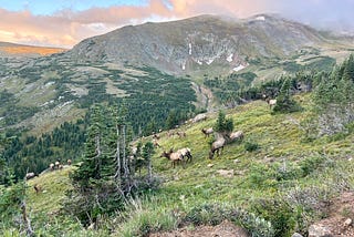 A large elk herd at dawn in Colorado’s Rocky Mountain National Park