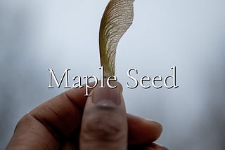 Maple Seed
