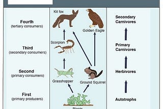 Graph Theory with Food Webs