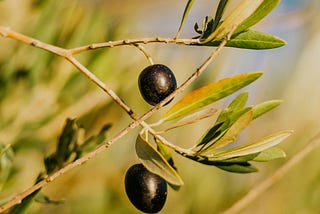 Olive Growth