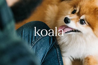A joyous Pomeranian looks up at a man. The word ‘koala’ superimposed.