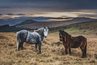 Ponies and Wine on the Moor