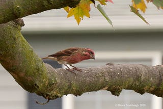 Birds of winter return