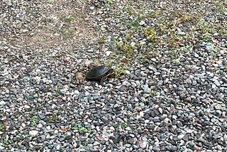 Why Did the Turtle Cross the Road?