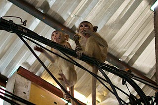 Three Years Living in Thailand’s Monkey City