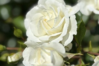 Blue Moon & The Birth of Our Blossoming