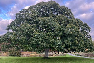 Tree of Sanity: From Heartfelt Intention to Coherent Impact